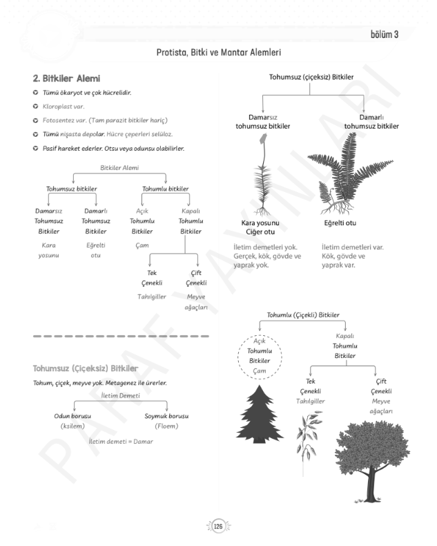 9.sinif-tyt-biyoloji-bitkiler-alemi-konu-anlatimi