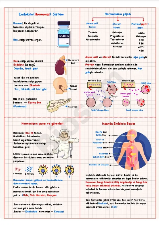 ayt-biyoloji-endokrin-sistem-konu-anlatımı