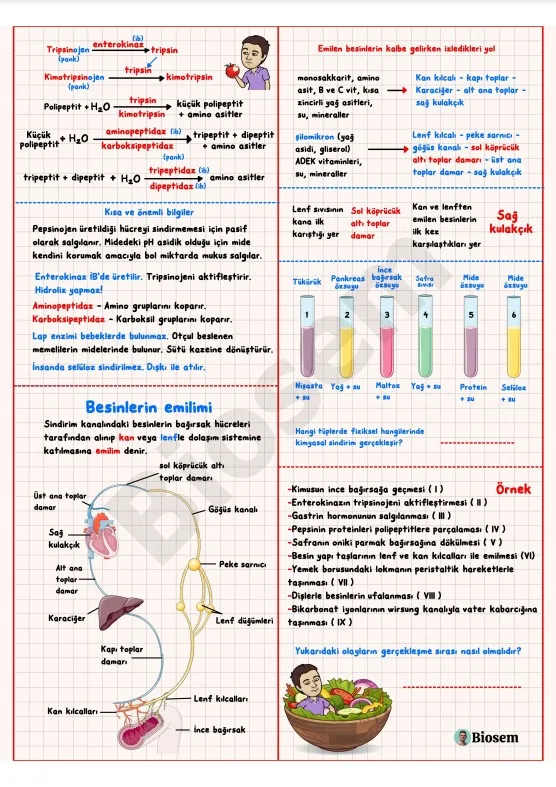 ayt-biyoloji-sindirim-sistemi-besinlerin-emilimi-ve-sindirim-sistemi-hastalıkları-konu-anlatımı