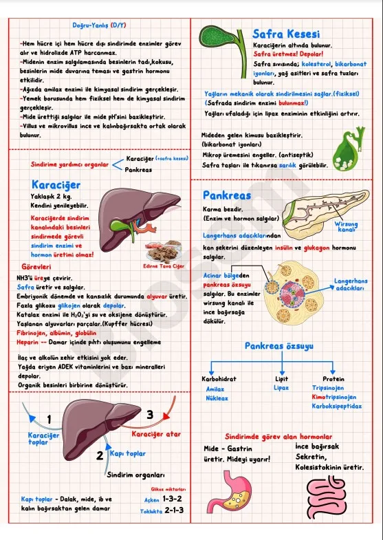 ayt-biyoloji-sindirim-sistemi-karaciğer-safra-kesesi-pankreas-konu-anlatımı