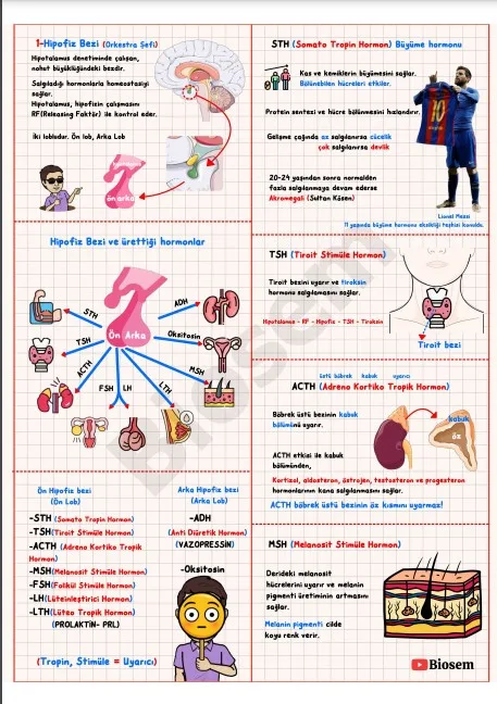 ayt-biyoloji-endokrin-sistem-hipofiz-bezi-konu-anlatımı