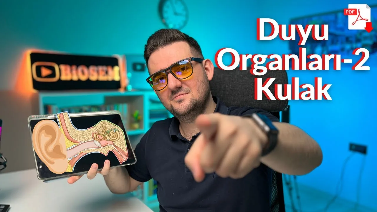 11.sınıf-ayt-biyoloji-duyu-organları-kulak-konu-anlatımı