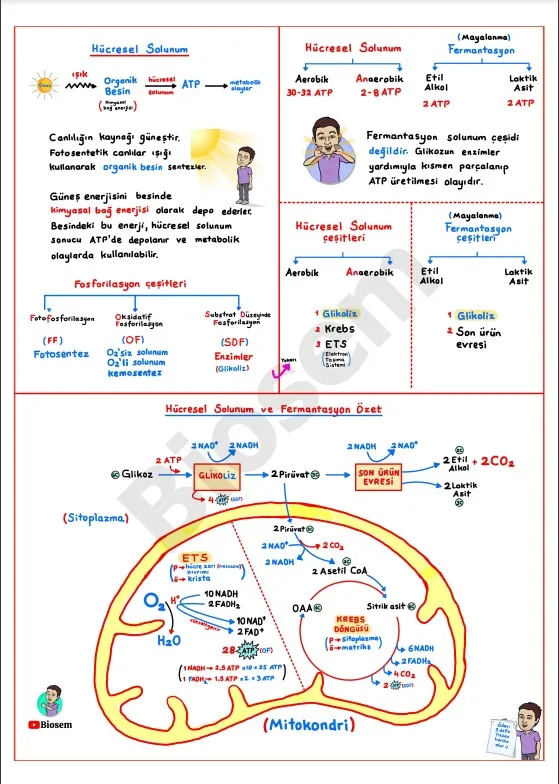 ayt-biyoloji-hücresel-solunum-konu-anlatımı