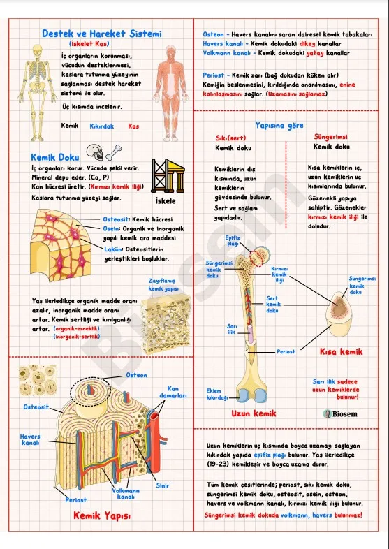 ayt-biyoloji-destek-ve-hareket-sistemi-konu-anlatımı