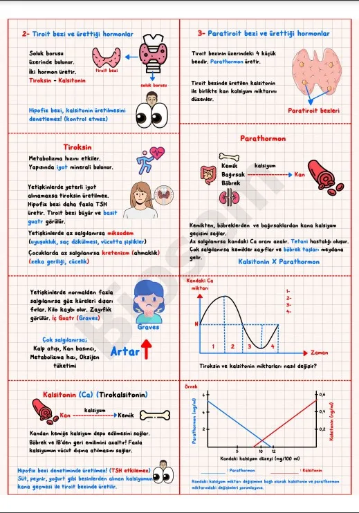 ayt-biyoloji-endokrin-sistem-tiroit-ve-paratiroit-bezi-konu-anlatımı