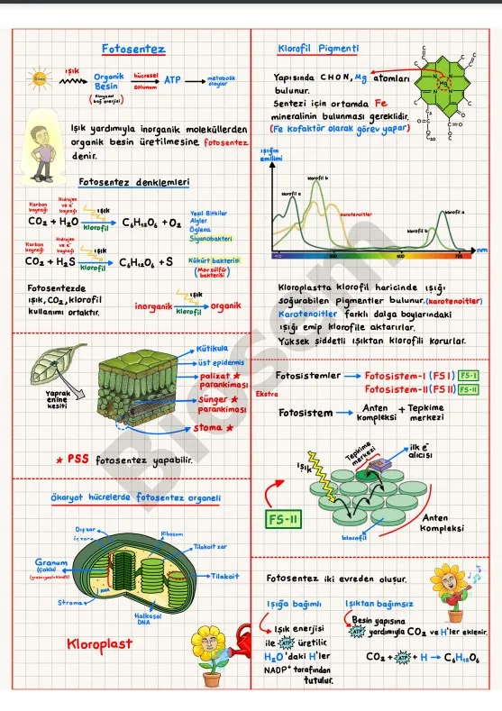 ayt-biyoloji-fotosentez-konu-anlatımı