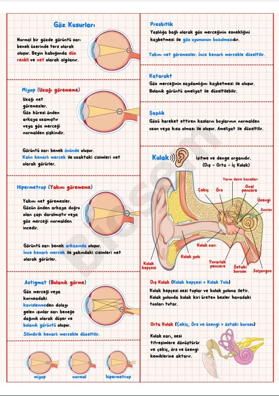 ayt-biyoloji-duyu-organları-kulak-konu-anlatımı