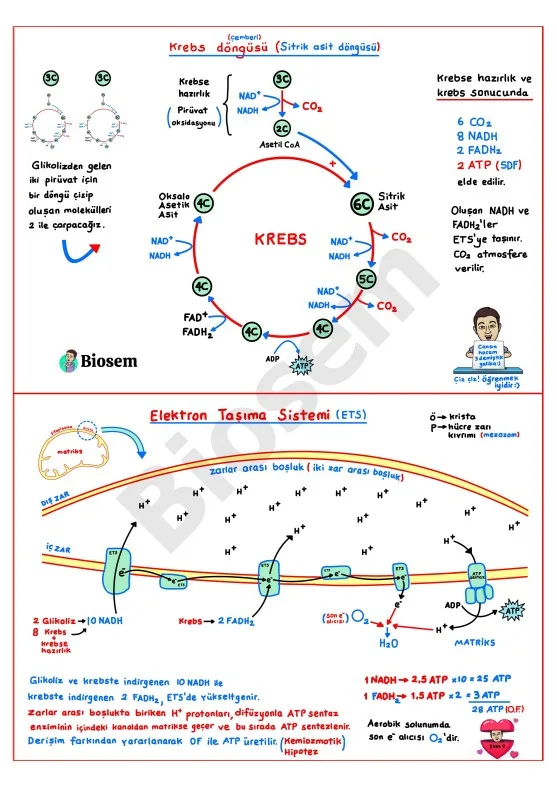 ayt-biyoloji-hücresel-solunum-krebs-döngüsü-konu-anlatımı