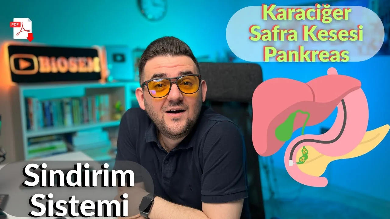 11.sınıf-biyoloji-sindirim-sistemi-karaciğer-safra-kesesi-pankreas-konu-anlatımı