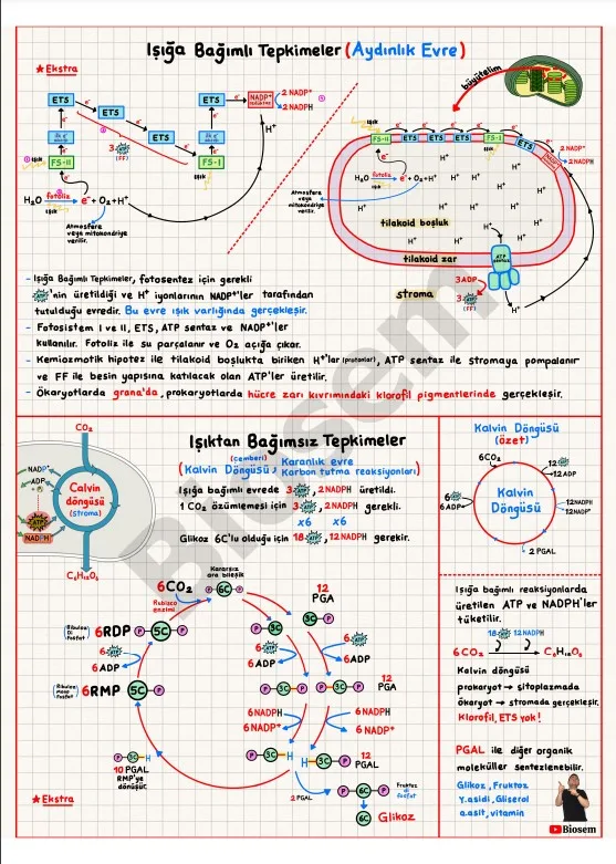 ayt-biyoloji-fotosentez-evreleri-konu-anlatımı