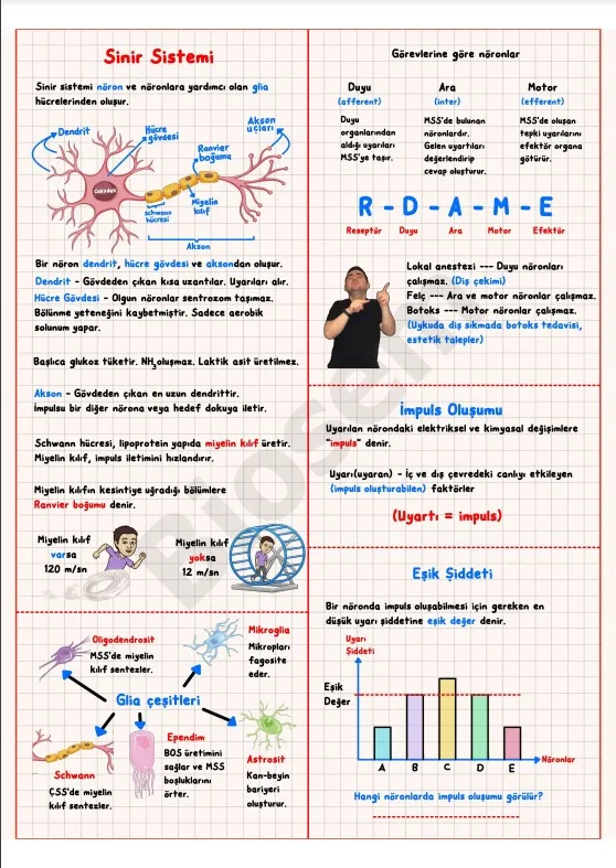 11.sınıf-biyoloji-sinir-sistemi-konu-anlatımı-pdf