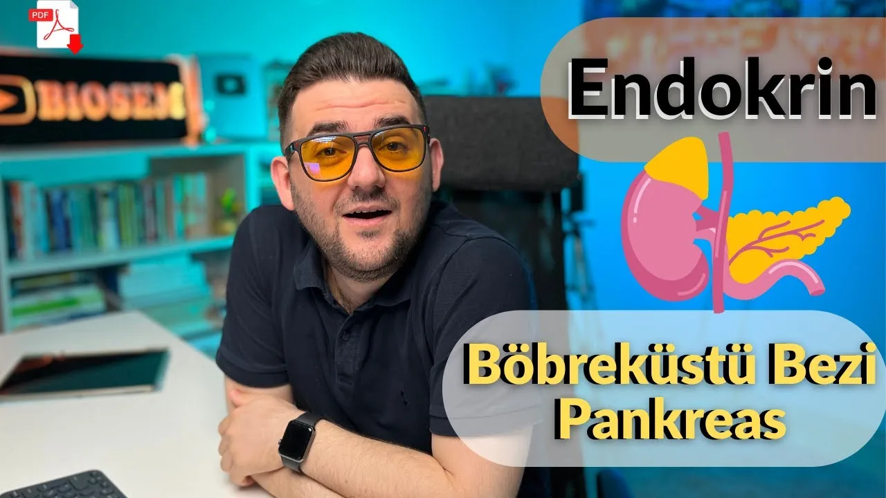 11.sınıf-biyoloji-endokrin-sistem-böbrek-üstü-bezi-ve-pankreas-konu-anlatımı