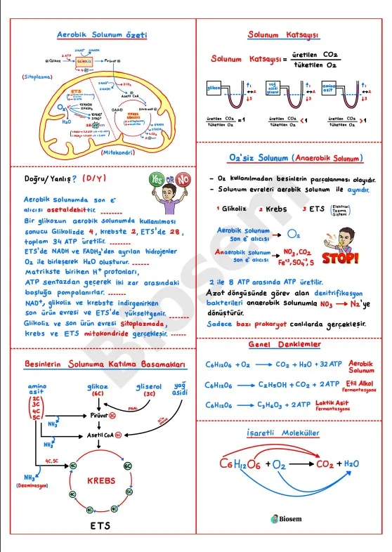 ayt-biyoloji-aerobik-solunum-ets-konu-anlatımı-pdf