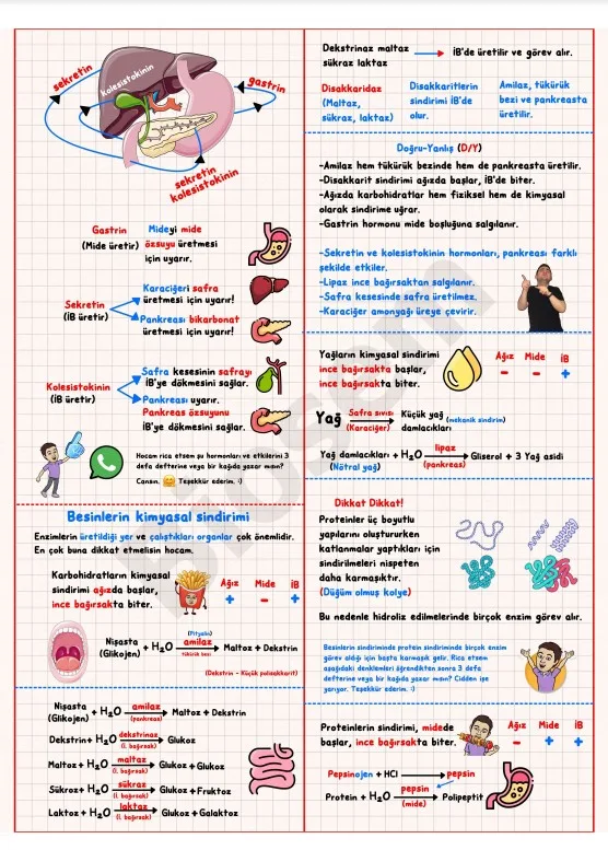 ayt-biyoloji-sindirim-sistemi-besinlerin-kimyasal-sinidirimi-konu-anlatımı