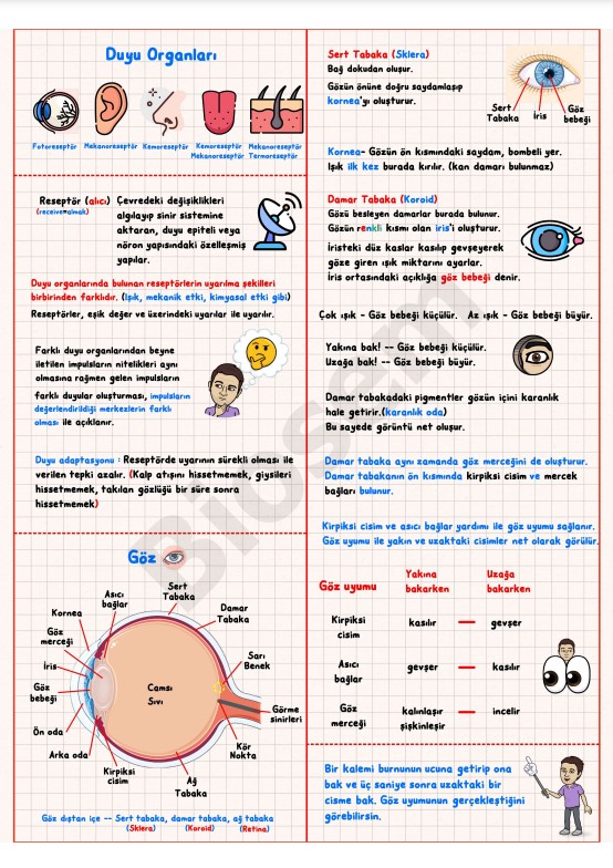 ayt-biyoloji-duyu-organları-göz-konu-anlatımı