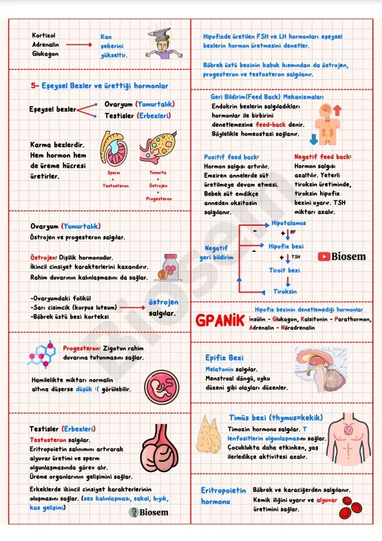 ayt-biyoloji-endokrin-sistem-eşeysel-bezler-konu-anlatımı