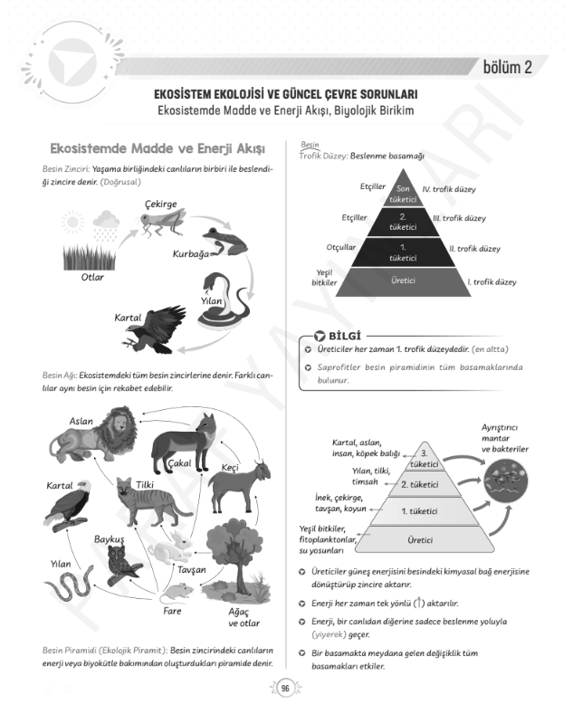 tyt-10.sinif-biyoloji-besin-zinciri-ve-besin-piramidi-konu-anlatimi