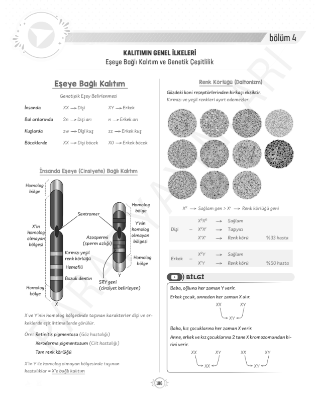 tyt-10.sinif-biyoloji-eşeye-bağlı-kalıtım-konu-anlatimi