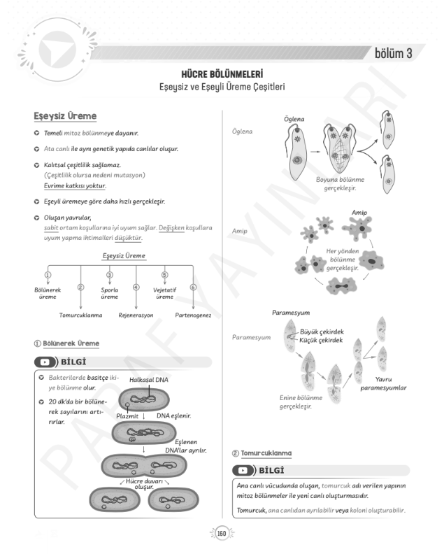tyt-10.sinif-biyoloji-eşeysiz-üreme-konu-anlatimi