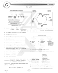 tyt-9.sinif-biyoloji-atp-metabolizma-ve-ayıraçlar-konu-anlatimi