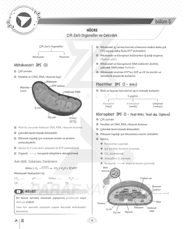tyt-9.sinif-biyoloji-mitokondri-ve-plastitler-konu-anlatimi