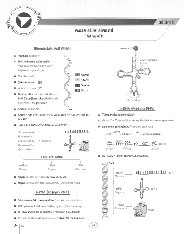 tyt-9.sinif-biyoloji-rna-konu-anlatimi