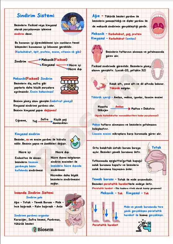 ayt-biyoloji-sindirim-sistemi-konu-anlatımı